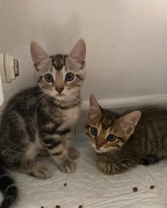 cuccioli di gattini 