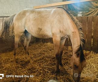 Cavallo