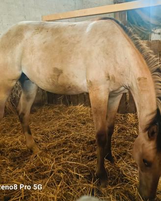 Cavallo