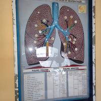 MODELLINO ANATOMICO VINTAGE ANATOMIA RARO