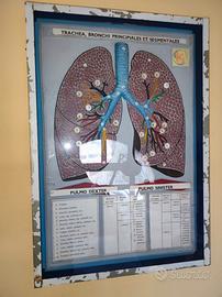 MODELLINO ANATOMICO VINTAGE ANATOMIA RARO