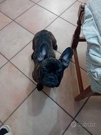 Bulldog