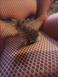 Gatto BENGALA maschio