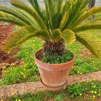 CICAS - cycas