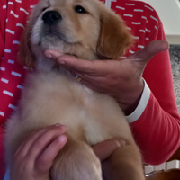 Golden Retriever Angloamericani con Pedigree Enci