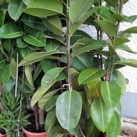 7 piante Ficus 