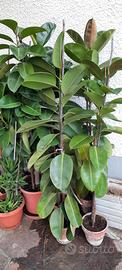 7 piante Ficus 