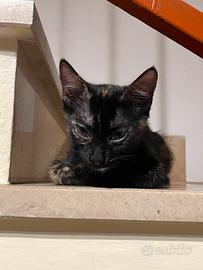 Coppia di gattini