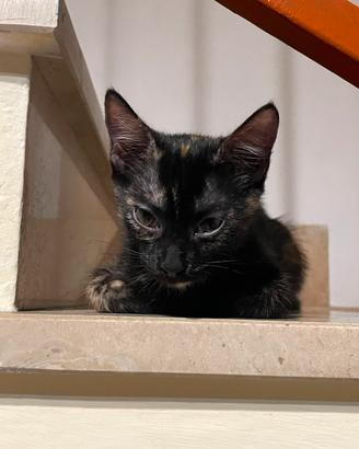 Coppia di gattini