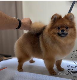 Spitz di pomerania Toy Maschio