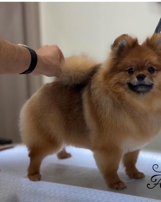Spitz di pomerania Toy Maschio