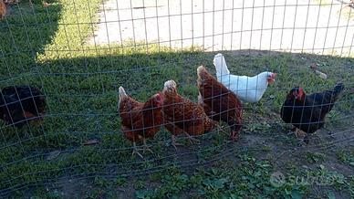 Galline