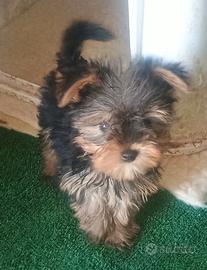 Cuccioli di yorkshire