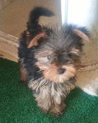 Cuccioli di yorkshire
