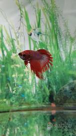 Pesce combattente "Betta "
