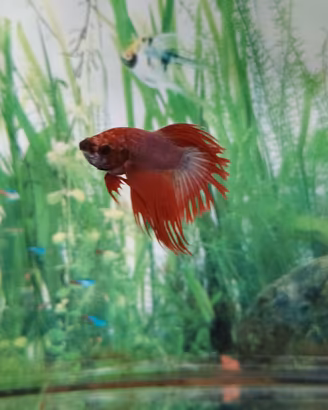 Pesce combattente "Betta "