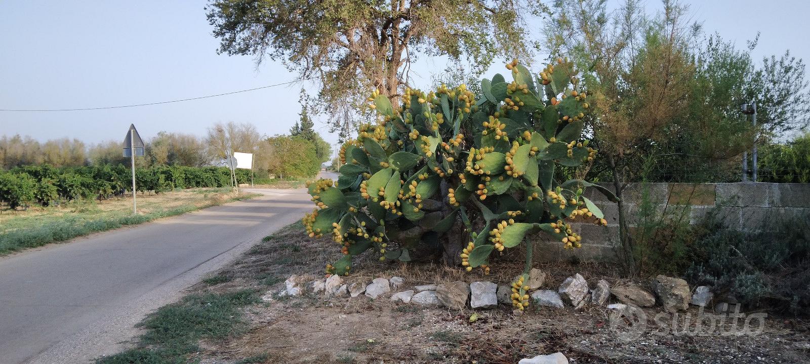 Salento - Vista 3