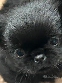 Chihuahua pelo lungo