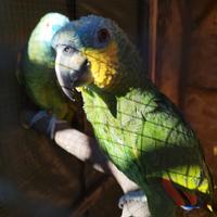 Amazzone amazzonica femmina