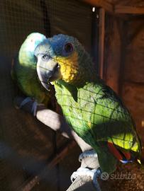 Amazzone amazzonica femmina