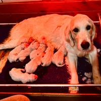 Golden Retriever cuccioli