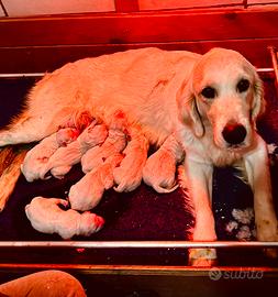 Golden Retriever cuccioli