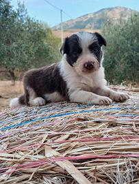 border collie