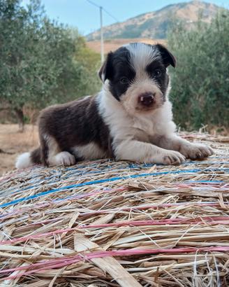 border collie