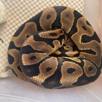 Pitone reale leopard dh desert ghost clown