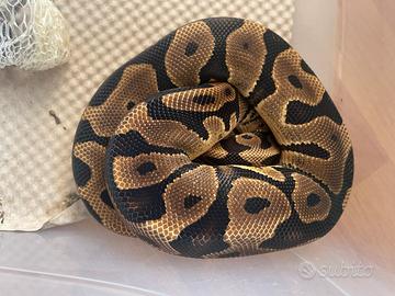 Pitone reale leopard dh desert ghost clown