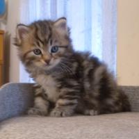 Cuccioli gatto siberiano