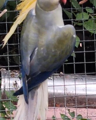 Parrocchetti dal collare