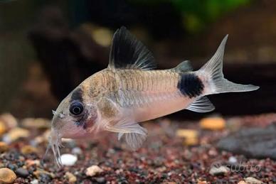 Corydoras