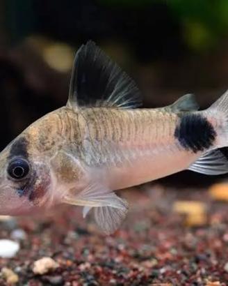 Corydoras