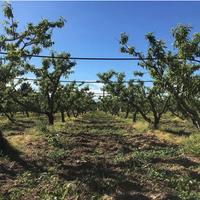 Terreno agricolo edificabile con piante da frutto