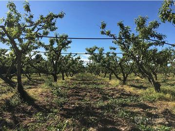 Terreno agricolo edificabile con piante da frutto