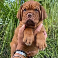 Cuccioli dogue de bordeaux