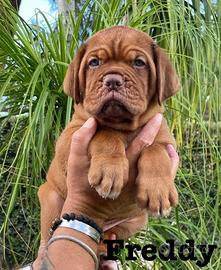 Cuccioli dogue de bordeaux