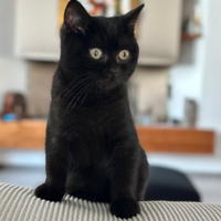 Cucciolo di scottish straight