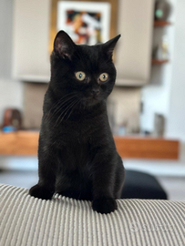 Cucciolo di scottish straight