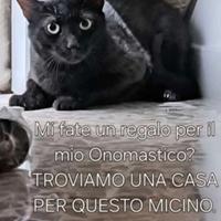 Gatto nero