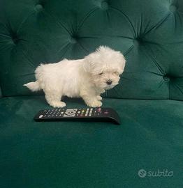 Maltese cuccioli