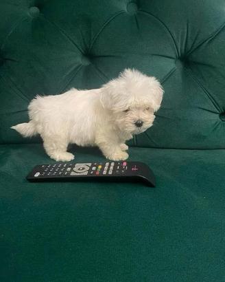 Maltese cuccioli