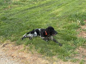 Setter inglese maschio