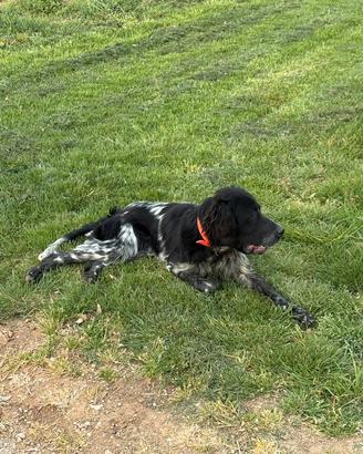 Setter inglese maschio