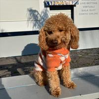 Barboncino per accoppiamento