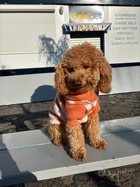 Barboncino per accoppiamento