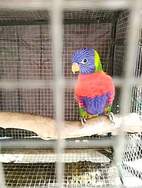 Lori arcobaleno allevato a mano