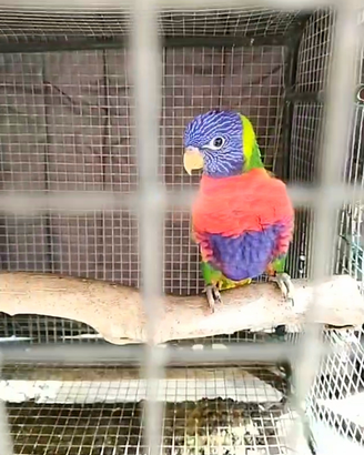 Lori arcobaleno allevato a mano