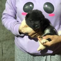 Akita Americano Cuccioli